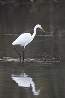 Images Dated 25th January 2006: Great Egret - in water. Alsace - France