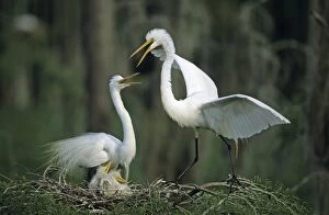 Albus Gallery: Great Egret - With young on nest