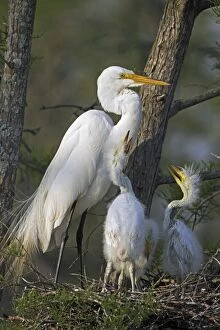 Images Dated 15th April 2009: Great Egret - With young on nest