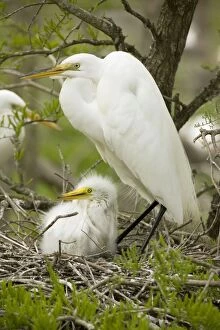 Images Dated 16th April 2008: Great Egret - With young on nest - Louisiana - USA - Formerly called Common Egret and American Egret