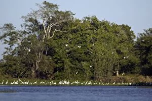 Great egrets with snowy egrets