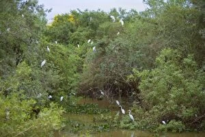 Bushes Gallery: Great Egrets - with Snowy Egrets and Anhingas perched