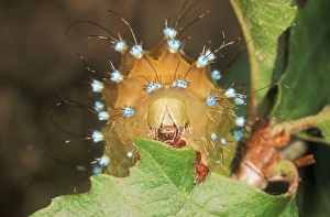 Images Dated 13th August 2004: Great Emperor Moth Caterpillar eating