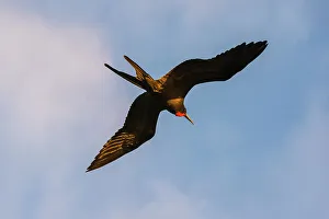 Ecuador Gallery: Great Frigate bird (Fregata minor ridgwayi), South