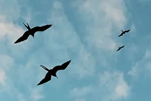Ecuador Gallery: Great Frigate birds (Fregata minor ridgwayi), South