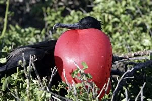 Images Dated 16th May 2008: Great Frigatebird