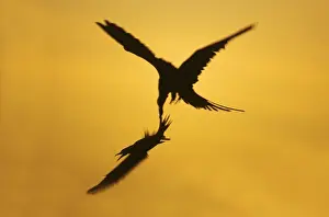 Frigatebird Prints: Great Frigatebird catching Red-Footed Booby (Sula sula) by thetail at Sunset Tower Island (Genovesa)