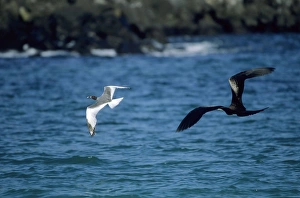 Great Frigatebird - chasing Swallowtail Gull (Larus furcatus) Great Frigatebird - chasing Swallowtail Gull (Larus furcatus)
