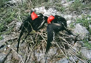 Frigatebird Prints: Great Frigatebird COS 846 Two males courting the same female