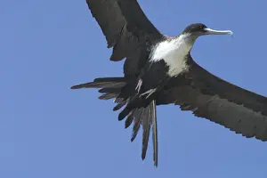 Great Frigatebird - Female in flight. At Pulu Keeling National Park, Cocos (Keeling) Islands, Indian Ocean. Pulu Keeling is Australia's smallest and most western National Park