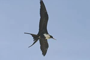 Great Frigatebird - female in flight