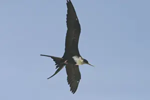 Great Frigatebird - female in flight. At Pulu Keeling National Park, Cocos (Keeling) Islands, Indian Ocean. Pulu Keeling is Australia's smallest and most western National Park