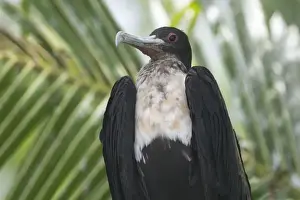 Great Frigatebird female - At Pulu Keeling National Park, Cocos (Keeling) Islands, Indian Ocean. Pulu Keeling is Australia's smallest and most western National Park