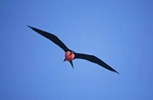 Minor Gallery: Great Frigatebird - in flight with inflated throat pouch