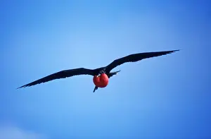Frigatebird Prints: Great Frigatebird In flight, inflated throat pouch. Tower (Genovesa) Island Galapagos