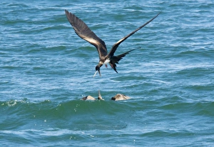 Great Frigatebird (Fregata minor ridgwayi) female, harrassing blue-footed booby for food - kleptoparasitism Great Frigatebird (Fregata minor ridgwayi) female, harrassing blue-footed booby for food - kleptoparasitism