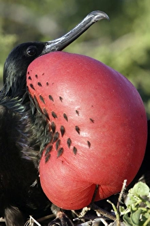 Images Dated 13th April 2005: Great Frigatebird. Genovesa Island. Galapagos Islands