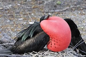 Images Dated 13th April 2005: Great Frigatebird. Genovesa Island. Galapagos Islands