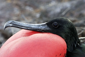 Images Dated 13th April 2005: Great Frigatebird. Genovesa Island. Galapagos Islands