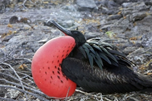 Images Dated 13th April 2005: Great Frigatebird. Genovesa Island. Galapagos Islands