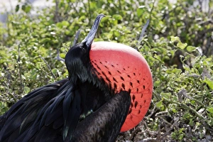 Images Dated 13th April 2005: Great Frigatebird. Genovesa Island. Galapagos Islands
