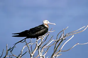 Great Frigatebird - immature