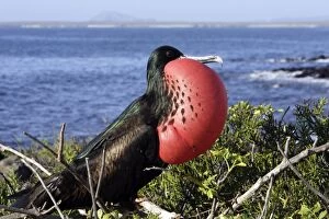 Images Dated 19th April 2005: Great Frigatebird - with inflated throat. Isla Lobos - Galapagos Islands
