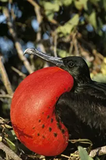 Frigatebird Prints: Great Frigatebird - inflated throat pouch Tower Genovesa Island, Galapagos Island