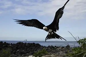 Frigatebird Prints: Great Frigatebird. Isla Lobos. Galapagos Islands