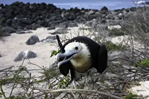 Great Frigatebird. Isla Lobos. Galapagos Islands