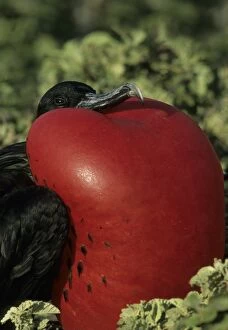 Minor Gallery: Great Frigatebird - male with inflated throat pouch