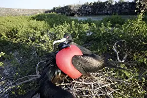 Frigatebird Prints: Great Frigatebird - pair at nest Genovesa Island. Galapagos islands