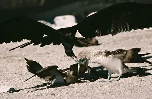 Frigatebird Prints: Great Frigatebird Trying to steal food as a Blue-footed Booby (Sula nebouxii excisa) feeds its chick