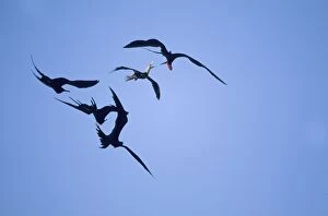 Minor Gallery: Great Frigatebirds - chasing Red Footed Booby (Sula sula)
