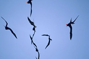 Red-footed Booby