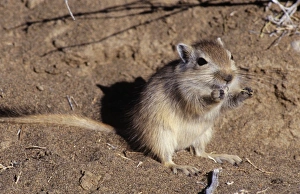 Images Dated 2nd March 2006: Great Gerbil China