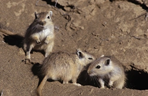 Images Dated 2nd March 2006: Great Gerbil China