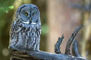 Owls Prints: Great gray owl On branch looking foprward Yellowstone NP USA