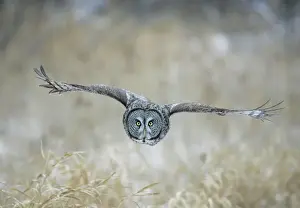 Strix Prints: Great Gray Owl in flight - Standing 27 in tall with a wingspan of 52 inches this is our longest owl