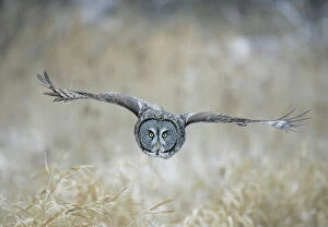 Bird Of Prey Collection: Great Gray Owl in flight - Standing 27 in tall with a wingspan of 52 inches this is our longest owl