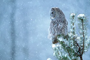 Images Dated 24th February 2011: Great Gray Owl - in snow