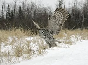 Images Dated 2nd January 2005: Great Gray Owl - Standing 27 in tall with a wingspan of 52 inches this is our longest owl