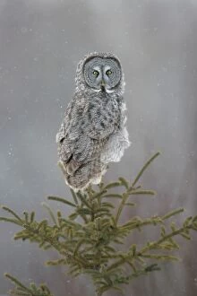 Images Dated 24th January 2005: Great Gray Owl - Standing 27 in tall with a wingspan of 52 inches this is USA's longest owl