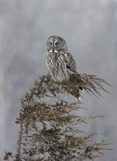 Great Gray Owl - Standing 27 in tall with a wingspan of 52 inches this is USAs longest owl