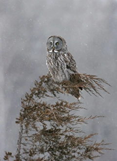 Images Dated 24th January 2005: Great Gray Owl - Standing 27 in tall with a wingspan of 52 inches this is USA's longest owl