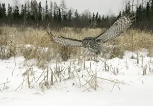 Great Gray Owl - Standing 27 in tall with a wingspan of 52 inches this is our longest owl. When vole populations crash in the boreal forests where they nest they often move south in search of food