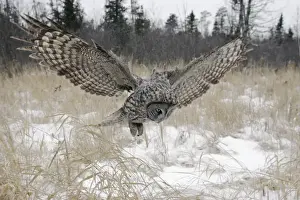 Landing Prints: Great Gray Owl - Standing 27 in tall with a wingspan of 52 inches this is our longest owl