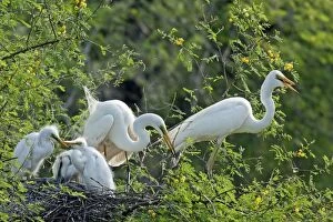 Great / Great White / Common Egret - large family at nest