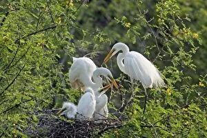 Images Dated 27th August 2008: Great / Great White / Common Egret - large family at nest