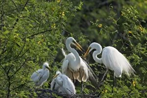 Images Dated 27th August 2008: Great / Great White / Common Egret - large family at nest